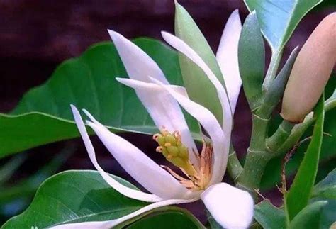 檸檬 + 丁香驅蚊